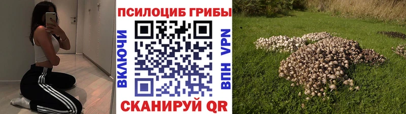 Купить  Новый Уренгой  Псилоцибиновые грибы Psilocybine cubensis 